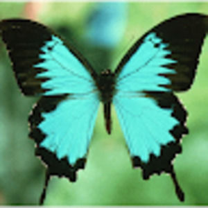 Meet your Posher, Katarina